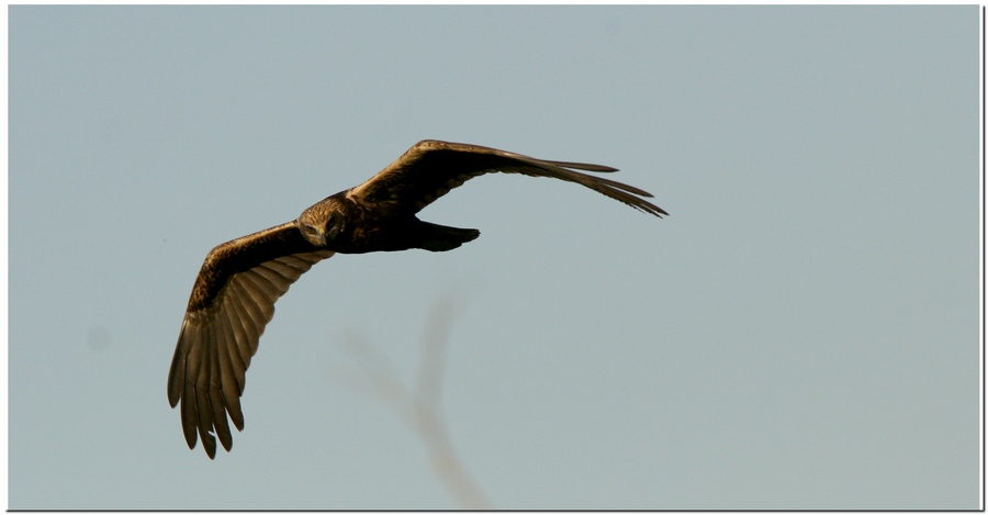 Falco di palude femmina adulta